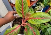 MAUA NATURAL