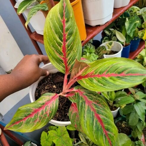 MAUA NATURAL