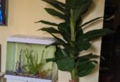 MAUA ARTIFICIAL