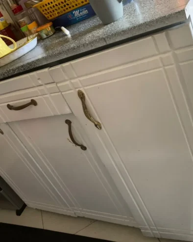 KITCHEN KABINET